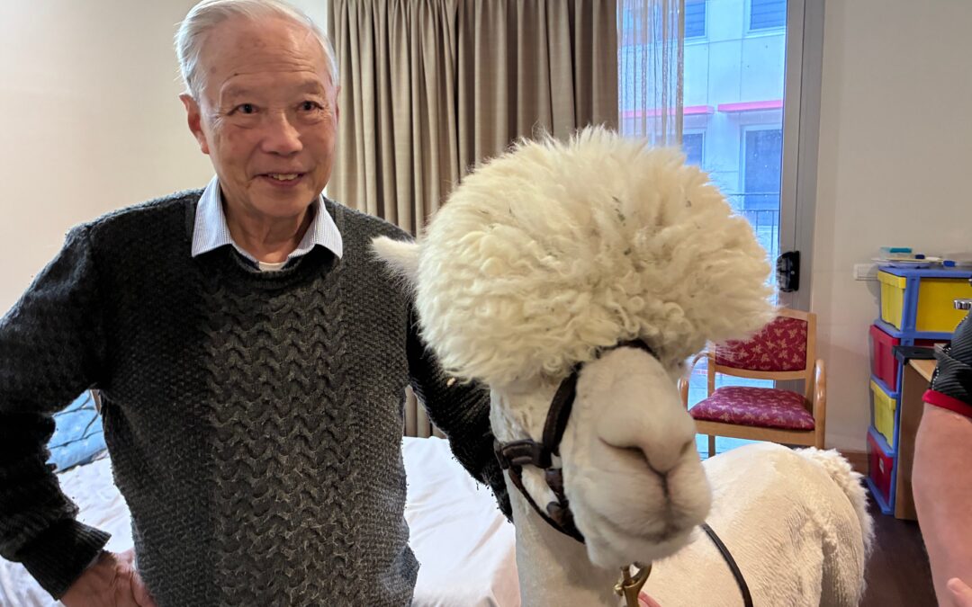 网红羊驼探访我社高龄颐养院 院友大赞 Hephner 温驯可爱